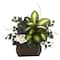 20" African Violet, Dumb Cane & Ivy in Decorative Chest